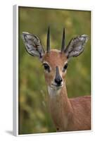 Male Steenbok (Raphicerus Campestris), Kruger National Park, South Africa, Africa-James-Framed Photographic Print