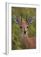 Male Steenbok (Raphicerus Campestris), Kruger National Park, South Africa, Africa-James-Framed Photographic Print