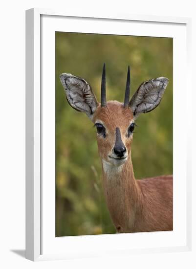 Male Steenbok (Raphicerus Campestris), Kruger National Park, South Africa, Africa-James-Framed Photographic Print