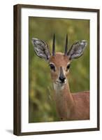 Male Steenbok (Raphicerus Campestris), Kruger National Park, South Africa, Africa-James-Framed Photographic Print