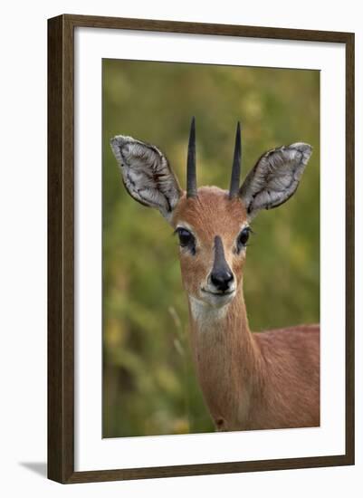 Male Steenbok (Raphicerus Campestris), Kruger National Park, South Africa, Africa-James-Framed Photographic Print