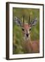 Male Steenbok (Raphicerus Campestris), Kruger National Park, South Africa, Africa-James-Framed Photographic Print