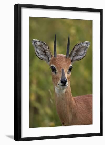 Male Steenbok (Raphicerus Campestris), Kruger National Park, South Africa, Africa-James-Framed Photographic Print