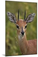 Male Steenbok (Raphicerus Campestris), Kruger National Park, South Africa, Africa-James-Mounted Photographic Print