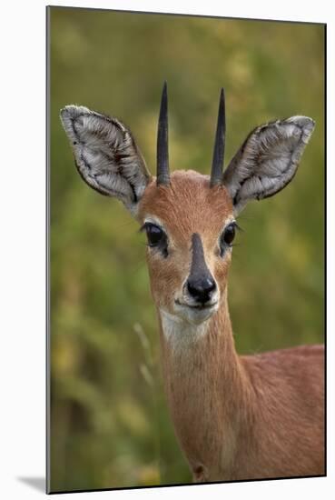 Male Steenbok (Raphicerus Campestris), Kruger National Park, South Africa, Africa-James-Mounted Photographic Print