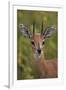 Male Steenbok (Raphicerus Campestris), Kruger National Park, South Africa, Africa-James-Framed Photographic Print