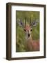 Male Steenbok (Raphicerus Campestris), Kruger National Park, South Africa, Africa-James-Framed Photographic Print