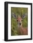 Male Steenbok (Raphicerus Campestris), Kruger National Park, South Africa, Africa-James-Framed Photographic Print