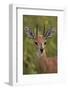 Male Steenbok (Raphicerus Campestris), Kruger National Park, South Africa, Africa-James-Framed Photographic Print