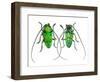 Male Sternotomis Callais Rufomaculata Top and Bottom View-Darrell Gulin-Framed Photographic Print