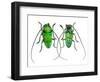 Male Sternotomis Callais Rufomaculata Top and Bottom View-Darrell Gulin-Framed Photographic Print