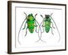 Male Sternotomis Callais Rufomaculata Top and Bottom View-Darrell Gulin-Framed Photographic Print