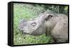 Male Sumatran Rhino (Borneo Rhino) (Dicerorhinus Sumatrensis) in Wallow-Louise Murray-Framed Stretched Canvas