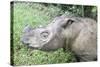 Male Sumatran Rhino (Borneo Rhino) (Dicerorhinus Sumatrensis) in Wallow-Louise Murray-Stretched Canvas