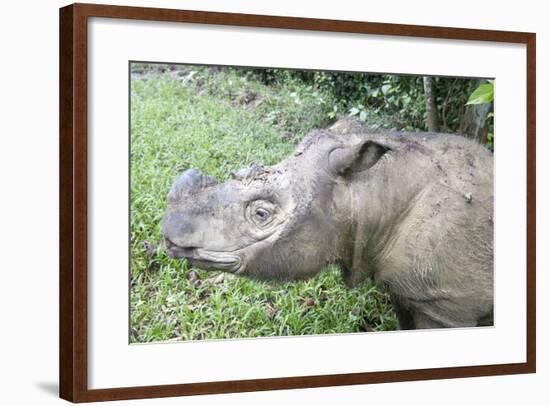 Male Sumatran Rhino (Borneo Rhino) (Dicerorhinus Sumatrensis) in Wallow-Louise Murray-Framed Photographic Print