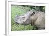 Male Sumatran Rhino (Borneo Rhino) (Dicerorhinus Sumatrensis) in Wallow-Louise Murray-Framed Photographic Print