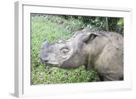 Male Sumatran Rhino (Borneo Rhino) (Dicerorhinus Sumatrensis) in Wallow-Louise Murray-Framed Photographic Print