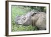 Male Sumatran Rhino (Borneo Rhino) (Dicerorhinus Sumatrensis) in Wallow-Louise Murray-Framed Photographic Print