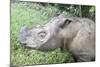 Male Sumatran Rhino (Borneo Rhino) (Dicerorhinus Sumatrensis) in Wallow-Louise Murray-Mounted Photographic Print