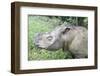 Male Sumatran Rhino (Borneo Rhino) (Dicerorhinus Sumatrensis) in Wallow-Louise Murray-Framed Photographic Print