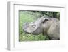 Male Sumatran Rhino (Borneo Rhino) (Dicerorhinus Sumatrensis) in Wallow-Louise Murray-Framed Photographic Print