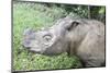 Male Sumatran Rhino (Borneo Rhino) (Dicerorhinus Sumatrensis) in Wallow-Louise Murray-Mounted Photographic Print