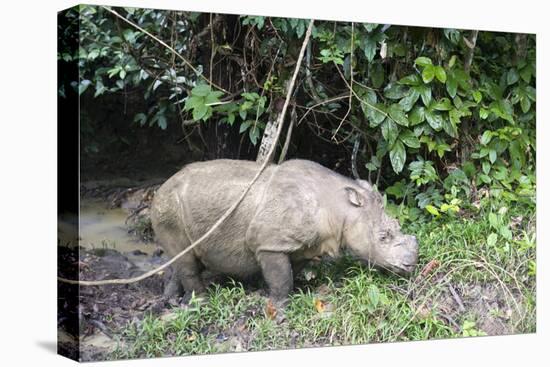 Male Sumatran Rhino (Borneo Rhino) (Dicerorhinus Sumatrensis)-Louise Murray-Stretched Canvas