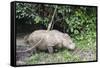 Male Sumatran Rhino (Borneo Rhino) (Dicerorhinus Sumatrensis)-Louise Murray-Framed Stretched Canvas
