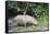 Male Sumatran Rhino (Borneo Rhino) (Dicerorhinus Sumatrensis)-Louise Murray-Framed Stretched Canvas
