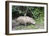 Male Sumatran Rhino (Borneo Rhino) (Dicerorhinus Sumatrensis)-Louise Murray-Framed Photographic Print