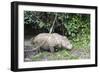 Male Sumatran Rhino (Borneo Rhino) (Dicerorhinus Sumatrensis)-Louise Murray-Framed Photographic Print