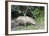 Male Sumatran Rhino (Borneo Rhino) (Dicerorhinus Sumatrensis)-Louise Murray-Framed Photographic Print