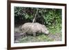 Male Sumatran Rhino (Borneo Rhino) (Dicerorhinus Sumatrensis)-Louise Murray-Framed Photographic Print