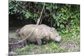 Male Sumatran Rhino (Borneo Rhino) (Dicerorhinus Sumatrensis)-Louise Murray-Mounted Photographic Print