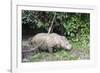 Male Sumatran Rhino (Borneo Rhino) (Dicerorhinus Sumatrensis)-Louise Murray-Framed Photographic Print