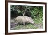 Male Sumatran Rhino (Borneo Rhino) (Dicerorhinus Sumatrensis)-Louise Murray-Framed Photographic Print