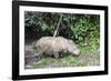 Male Sumatran Rhino (Borneo Rhino) (Dicerorhinus Sumatrensis)-Louise Murray-Framed Photographic Print