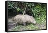 Male Sumatran Rhino (Borneo Rhino) (Dicerorhinus Sumatrensis)-Louise Murray-Framed Stretched Canvas