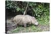 Male Sumatran Rhino (Borneo Rhino) (Dicerorhinus Sumatrensis)-Louise Murray-Stretched Canvas