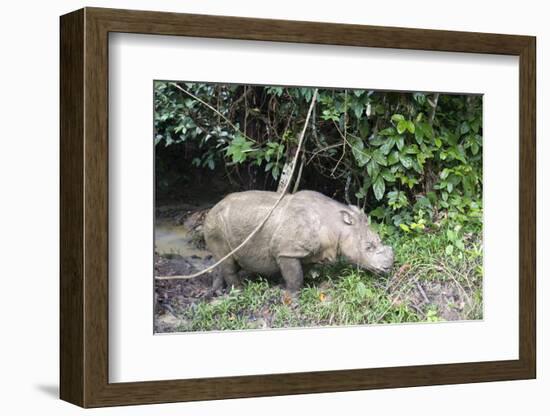 Male Sumatran Rhino (Borneo Rhino) (Dicerorhinus Sumatrensis)-Louise Murray-Framed Photographic Print