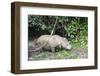 Male Sumatran Rhino (Borneo Rhino) (Dicerorhinus Sumatrensis)-Louise Murray-Framed Photographic Print