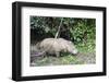 Male Sumatran Rhino (Borneo Rhino) (Dicerorhinus Sumatrensis)-Louise Murray-Framed Photographic Print