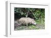 Male Sumatran Rhino (Borneo Rhino) (Dicerorhinus Sumatrensis)-Louise Murray-Framed Photographic Print