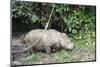 Male Sumatran Rhino (Borneo Rhino) (Dicerorhinus Sumatrensis)-Louise Murray-Mounted Photographic Print