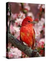 Male Summer Tanager-Adam Jones-Stretched Canvas
