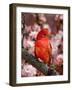 Male Summer Tanager-Adam Jones-Framed Photographic Print