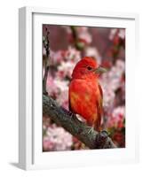 Male Summer Tanager-Adam Jones-Framed Photographic Print