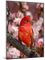 Male Summer Tanager-Adam Jones-Mounted Photographic Print