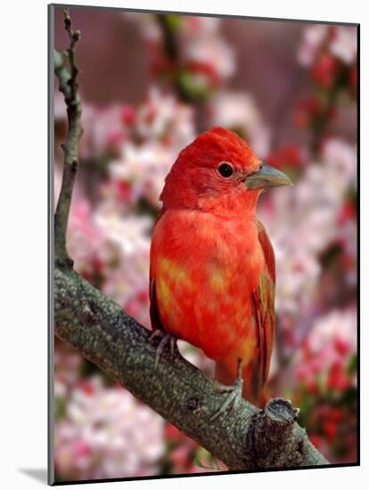 Male Summer Tanager-Adam Jones-Mounted Photographic Print