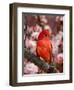 Male Summer Tanager-Adam Jones-Framed Photographic Print